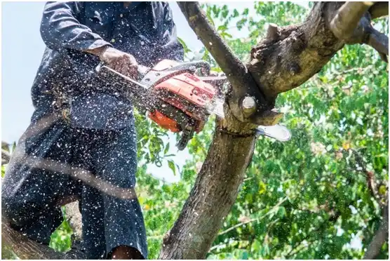 tree services Rose City